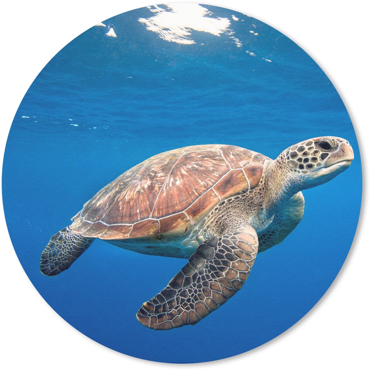 Muismat rond 20x20 cm - Mousepad Schildpad in de oceaan - Ronde muismatten