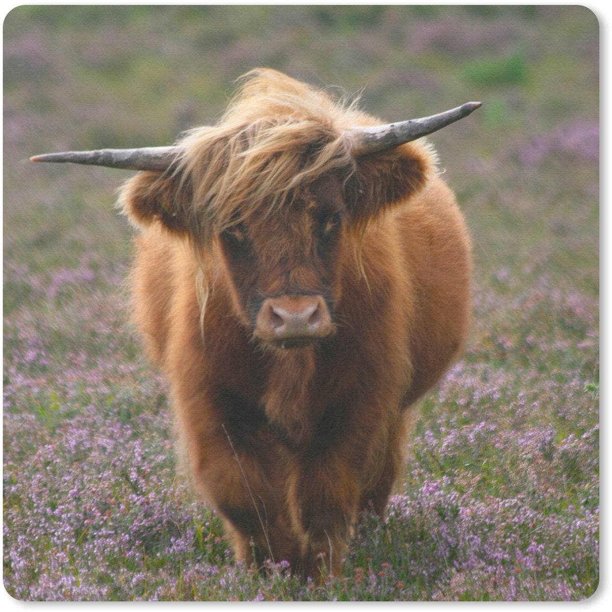 Muismat 20x20 cm - Mousepad Schotse Hooglander - Heide - Dieren - Muismatten