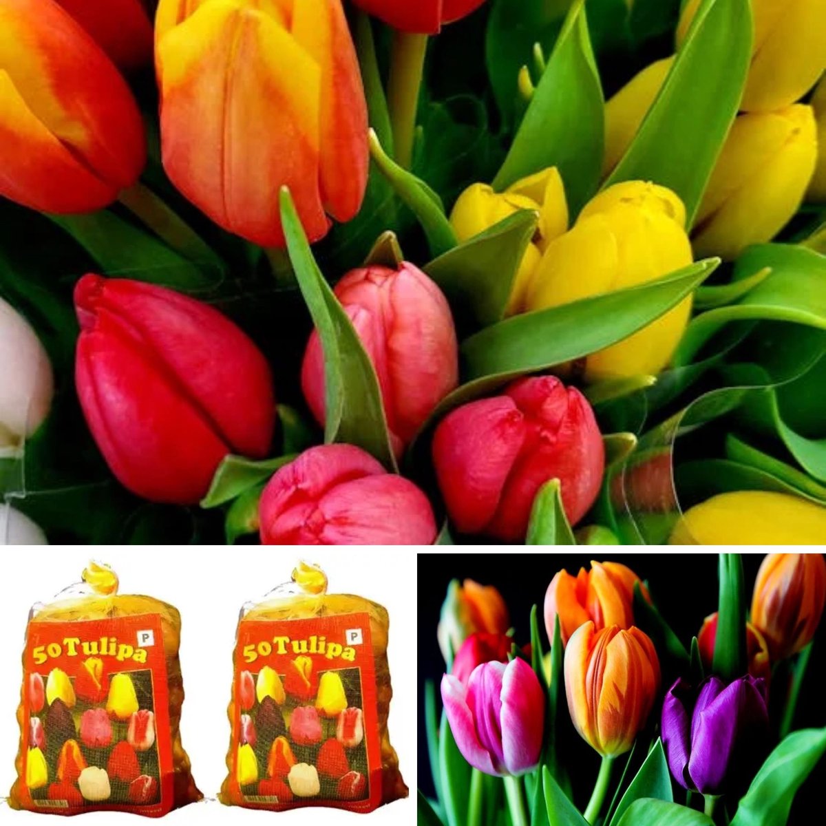 Tulpenbollen Darwin Mix direct leverbaar - Tulipa (2x XL-Verpakking) - Snijbloemen - (Ook)-Voor in huis - Voorjaarsbollen - bloeit in April / Mei