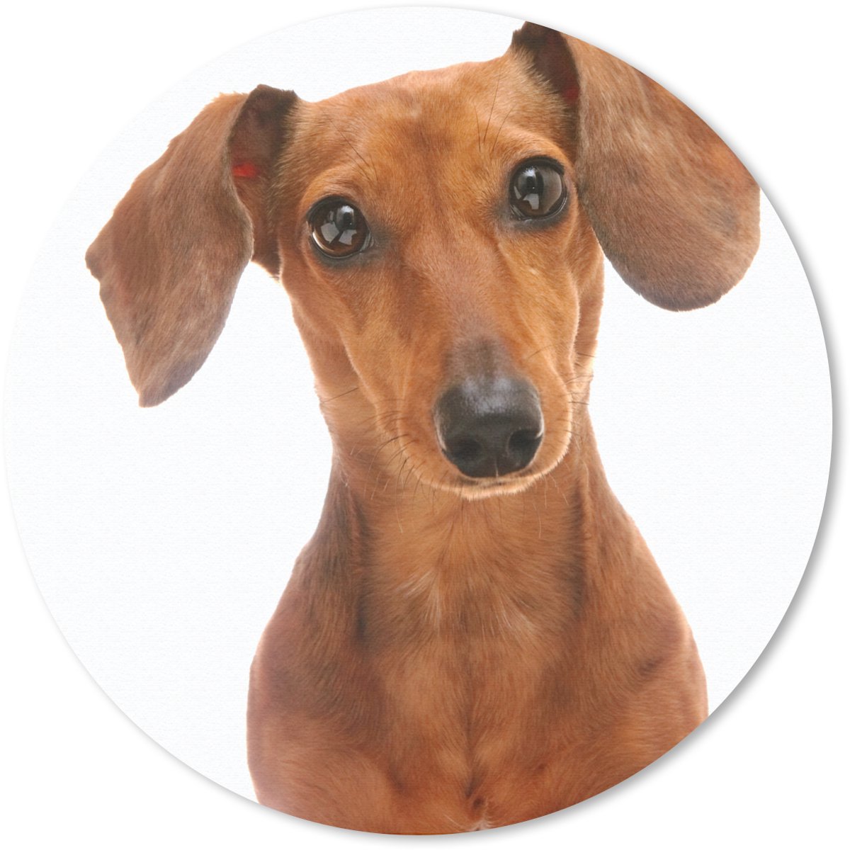 Muismat rond 40x40 cm - Mousepad Portret van een goudbruine Teckel - Ronde muismatten