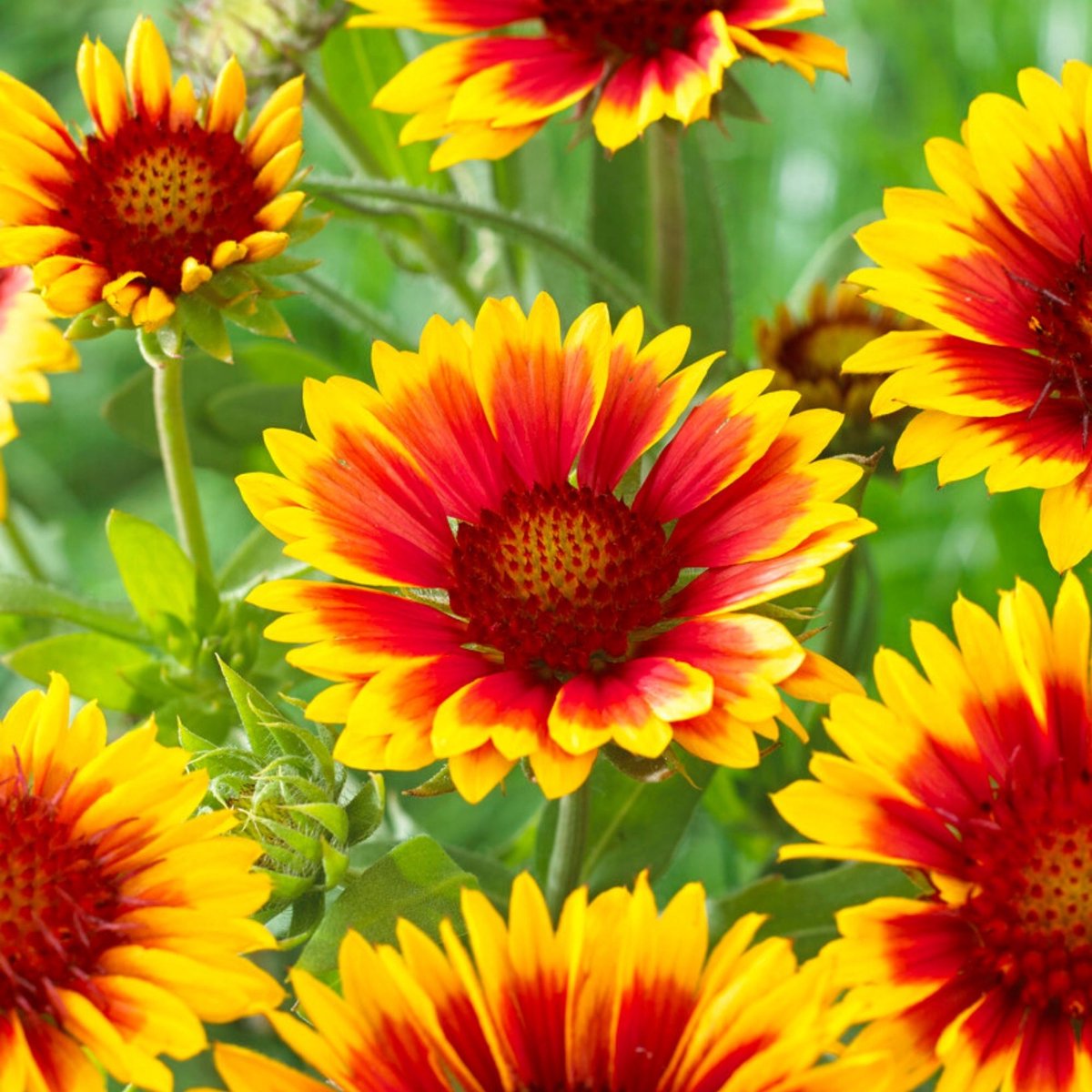 Kokardebloem (Gaillardia Kobold) - Kobold - Gaillardia (Driepack) - Snijbloemen - Vaste planten - bloeit in Augustus / September