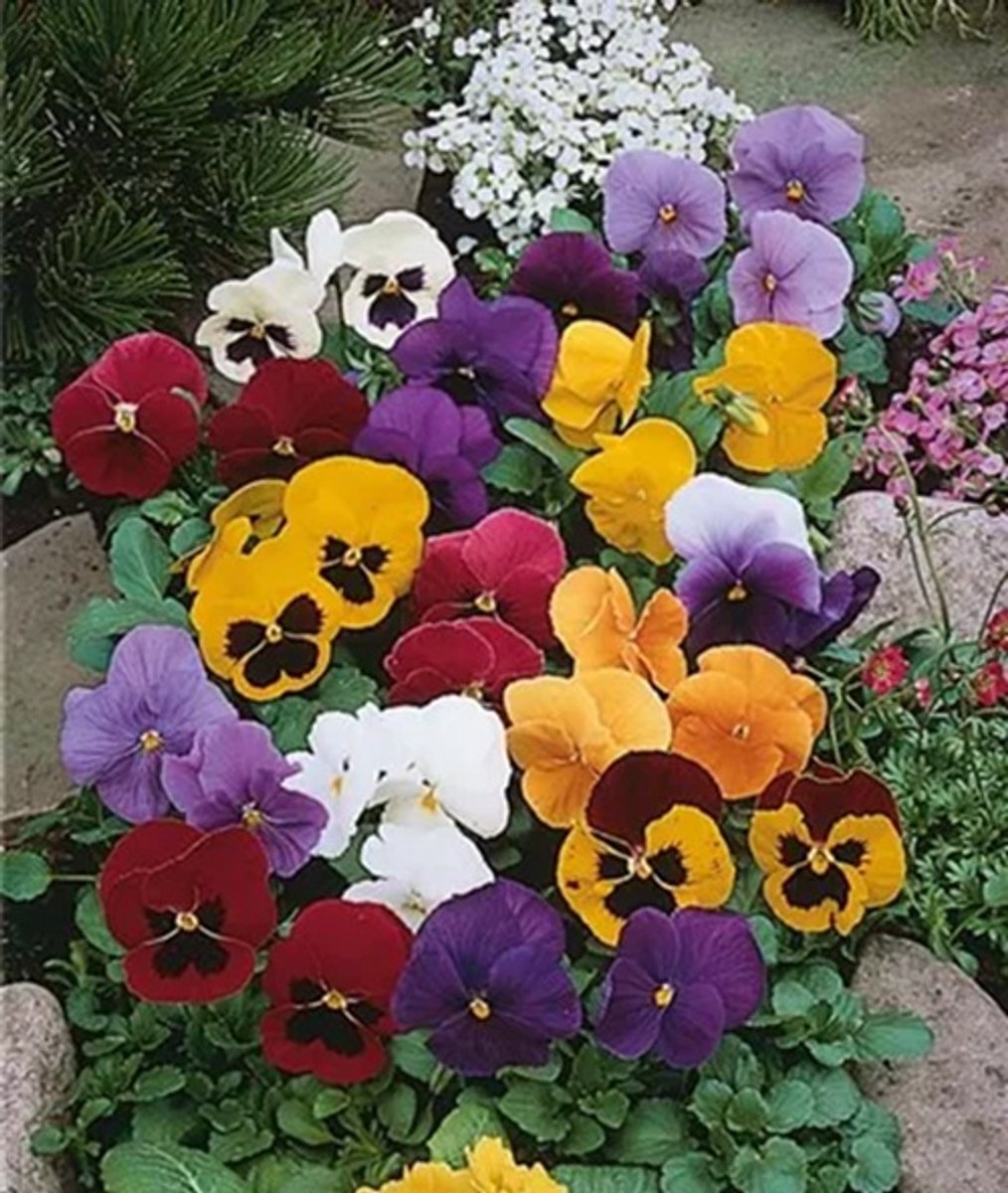 Viola x wittrockiana Carneval® F1 Complete mix