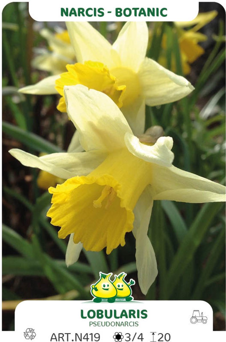 25 narcis Lobularis - maat 7/+ - pseudonarcis - stinze bollen - wilde narcis bloembollen - bloembol