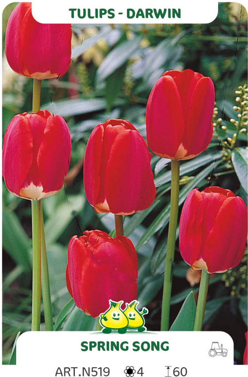 25 tulpen Springsong - maat 12/+ - bloembollen - tulp rood - bloembol