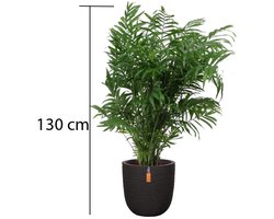 Dypsis Lutescens - In Capi pot Zwart - c.a. 130 cm hoog - Interieurbeplanting