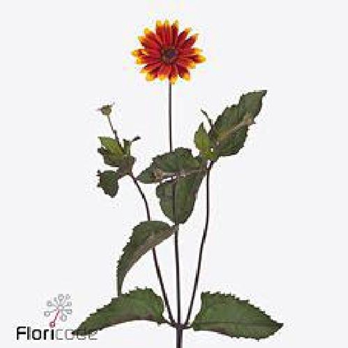 10x Heliopsis sparkling contrast 50cm