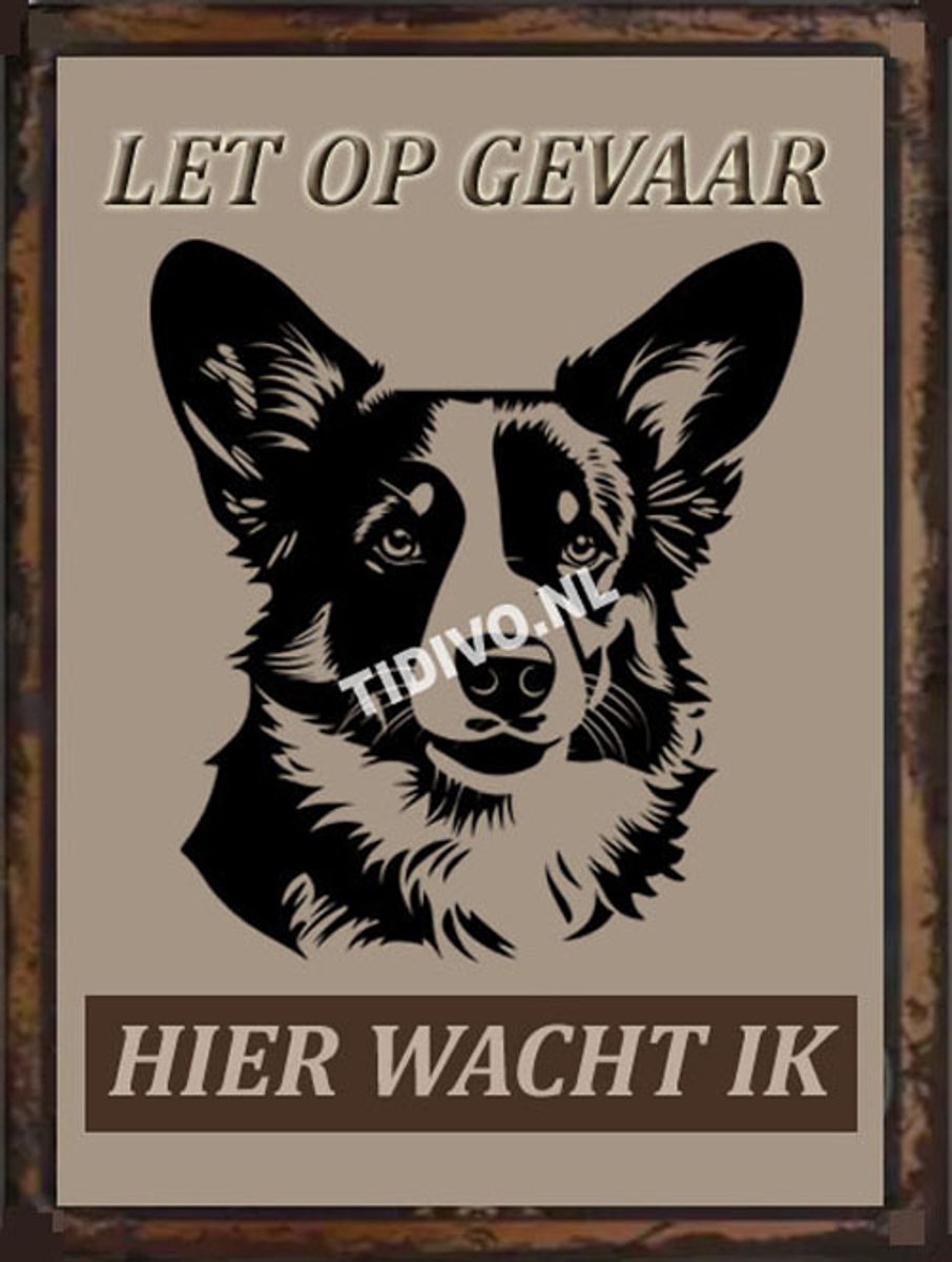 Welsh Corgi 18