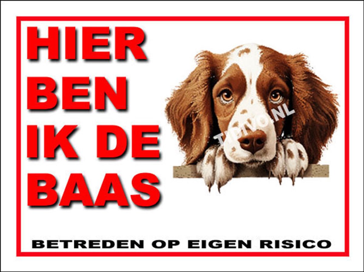 Welsh Springer Spaniel 2