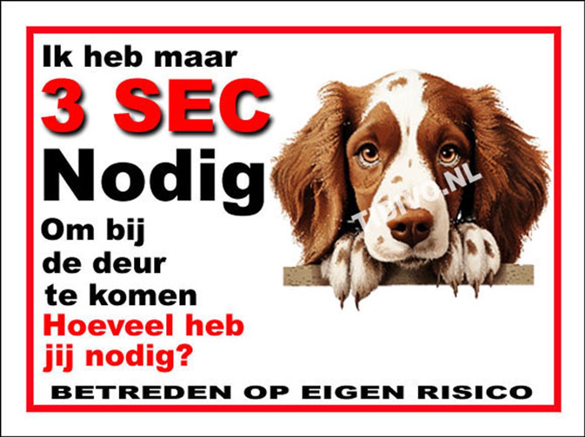 Welsh Springer Spaniel 6