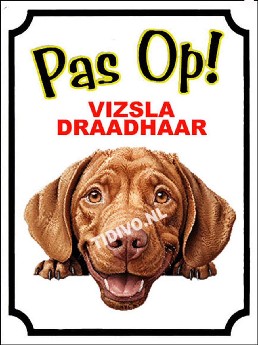 Vizsla Draadhaar 16