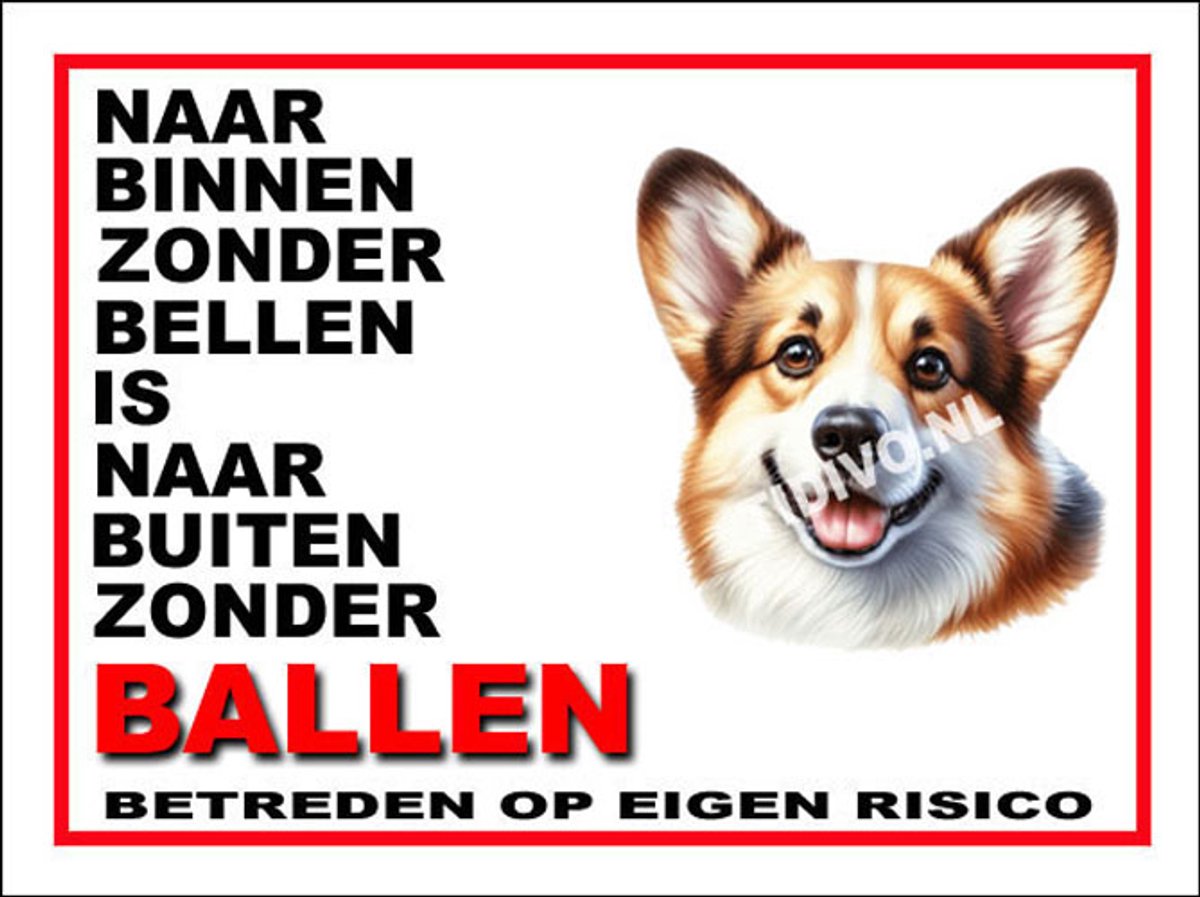 Welsh Corgi 11