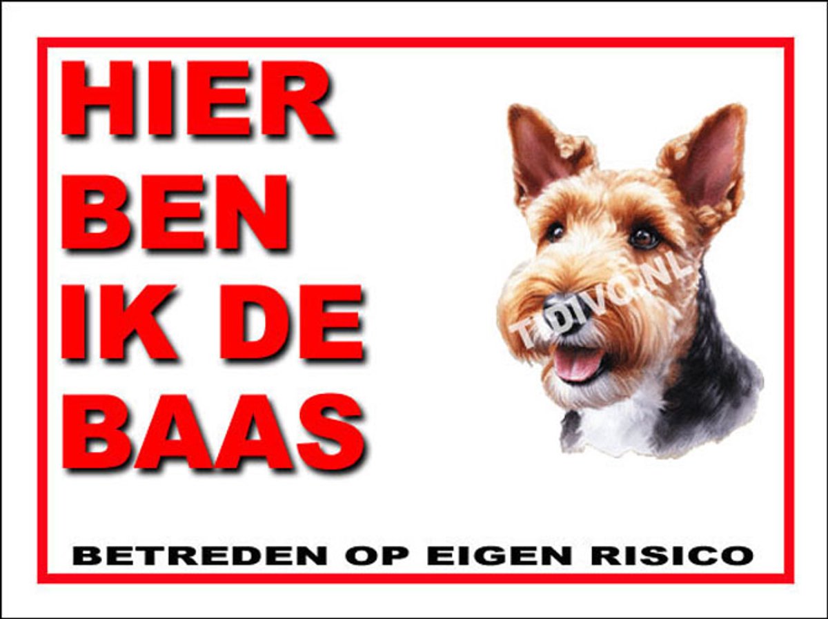 Welsh Terrier 2