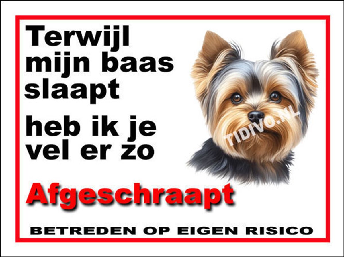 Yorkshire Terrier 15