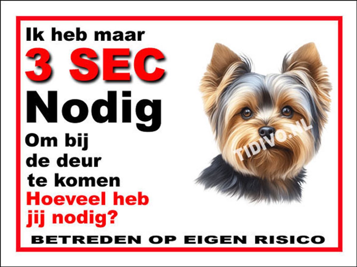 Yorkshire Terrier 6