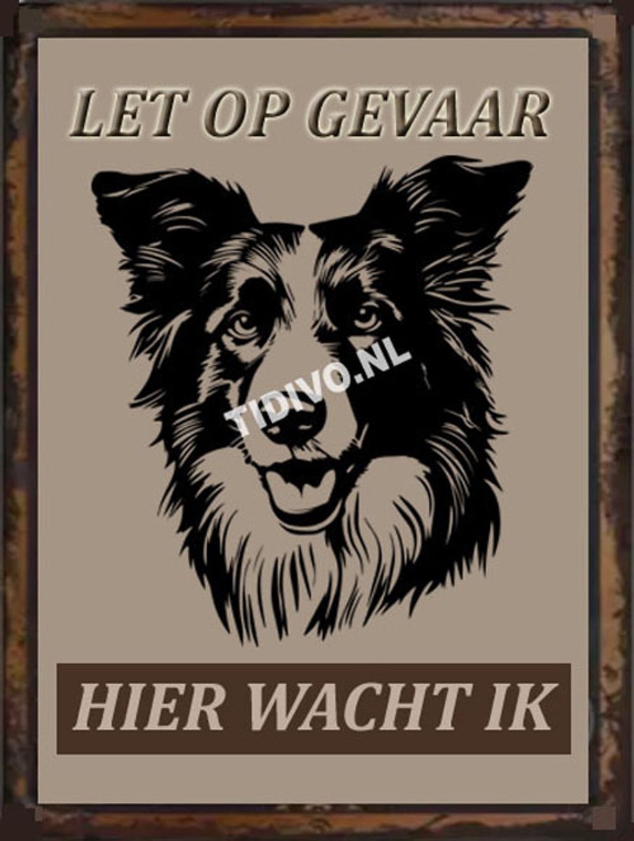 Border Collie 18