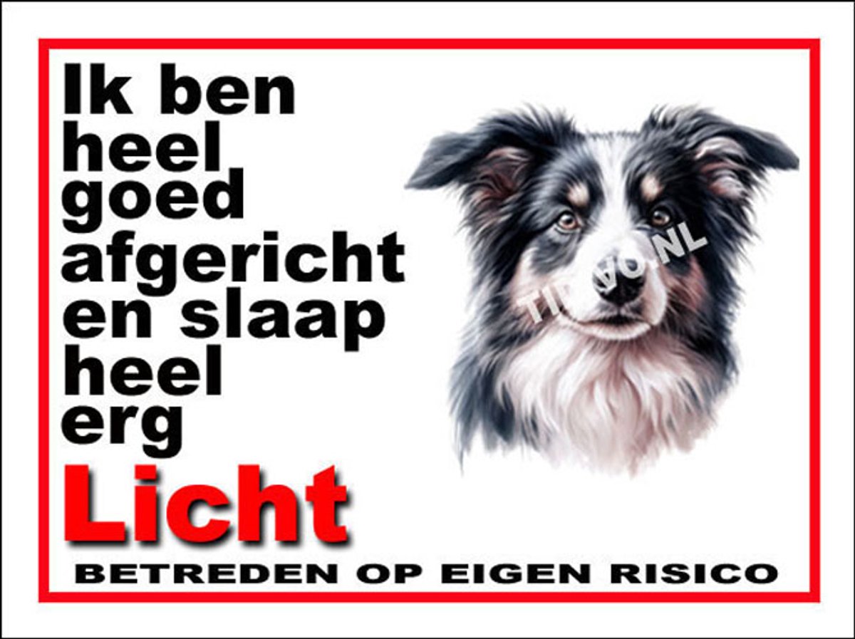 Border Collie 4