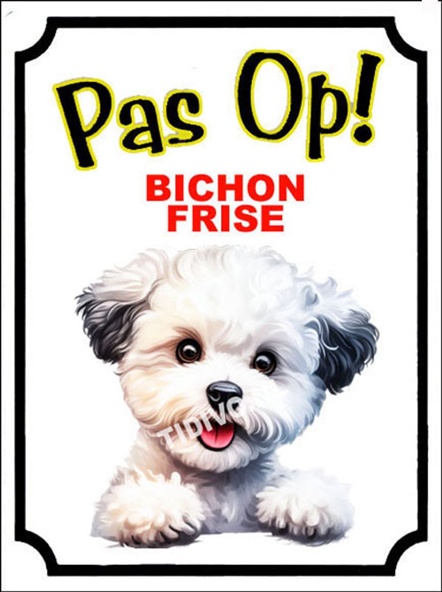 Bichon frisé 16