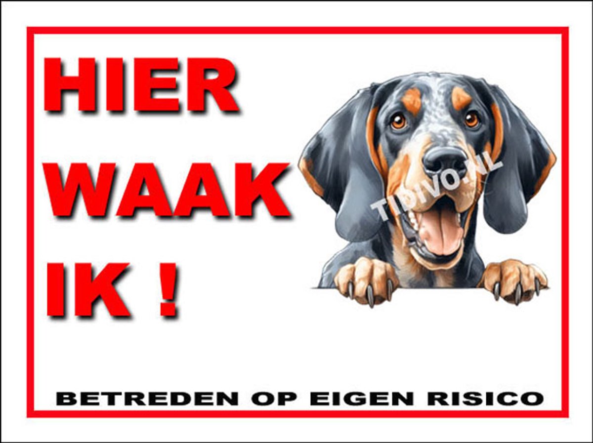 Bluetick Coonhound 3