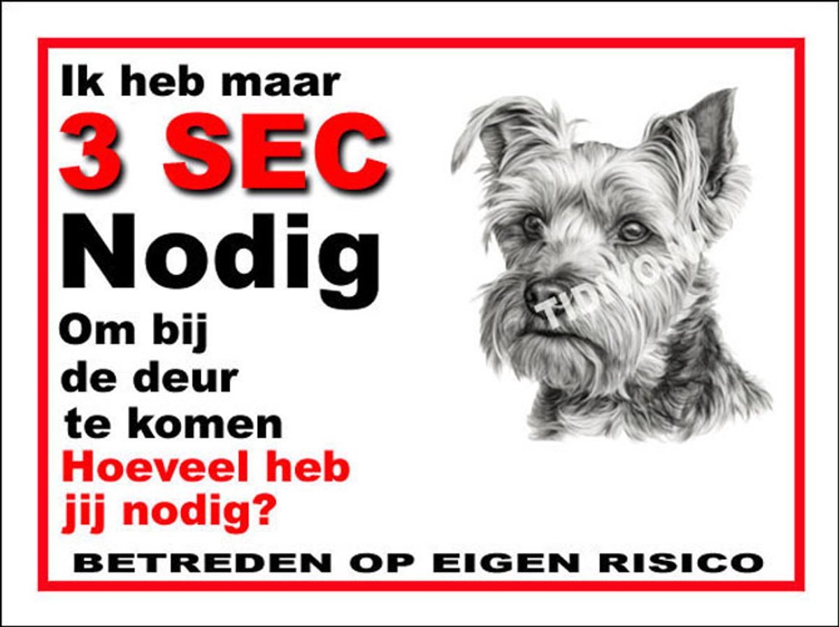 Biewer Terrier 6