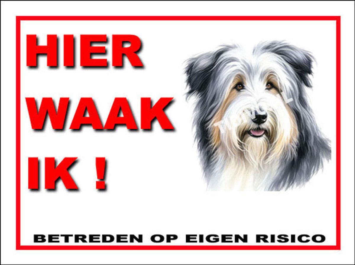 Bearded Collie 3