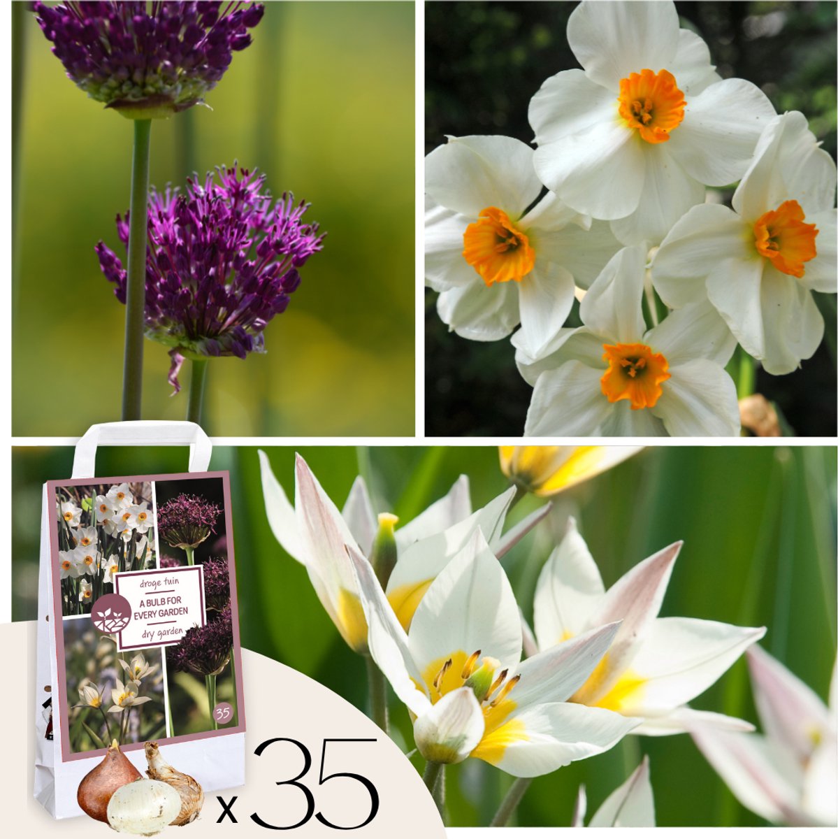 Plant in a Box - Dry Garden Box - 35 bloembollen voor droge & zonnige plekken - Vroege bloeimix met Tulp, Narcis & Allium - Makkelijk te verzorgen & meerjarig
