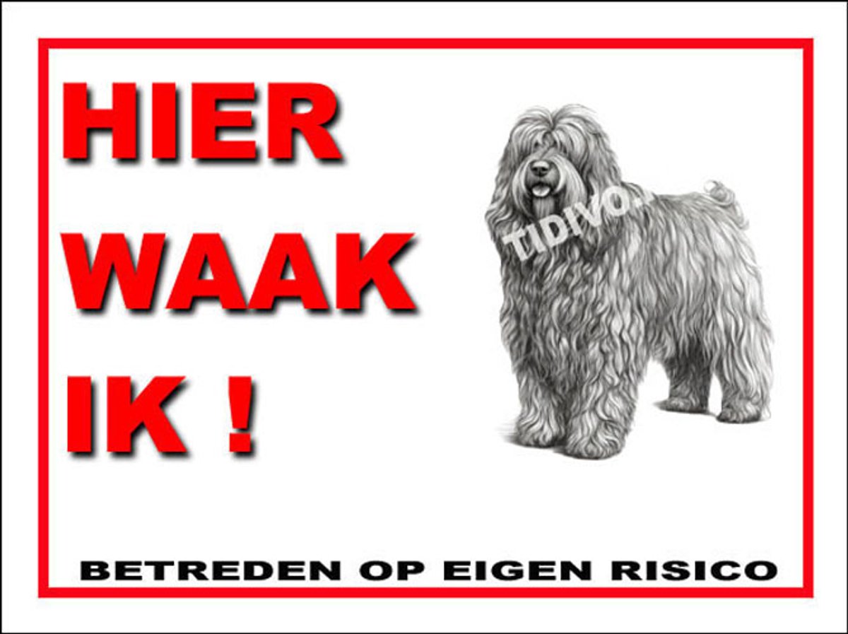 Bergamasco 3