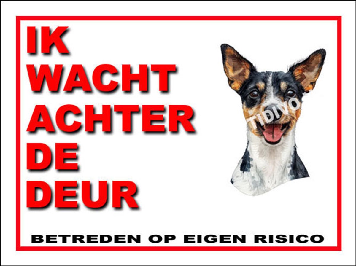 Fox Terrier Miniatuur 10