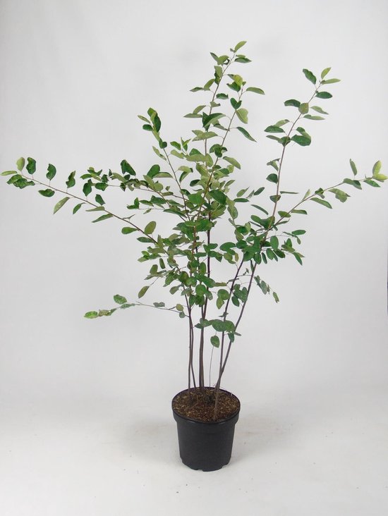 Een Krentenboompje met groene bladeren in een zwarte pot.
