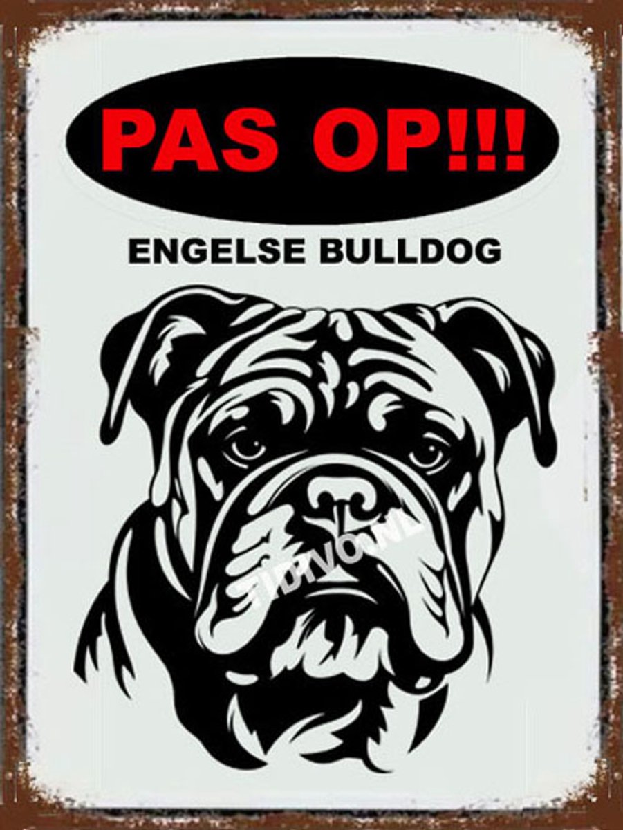 Engelse Bulldog 17