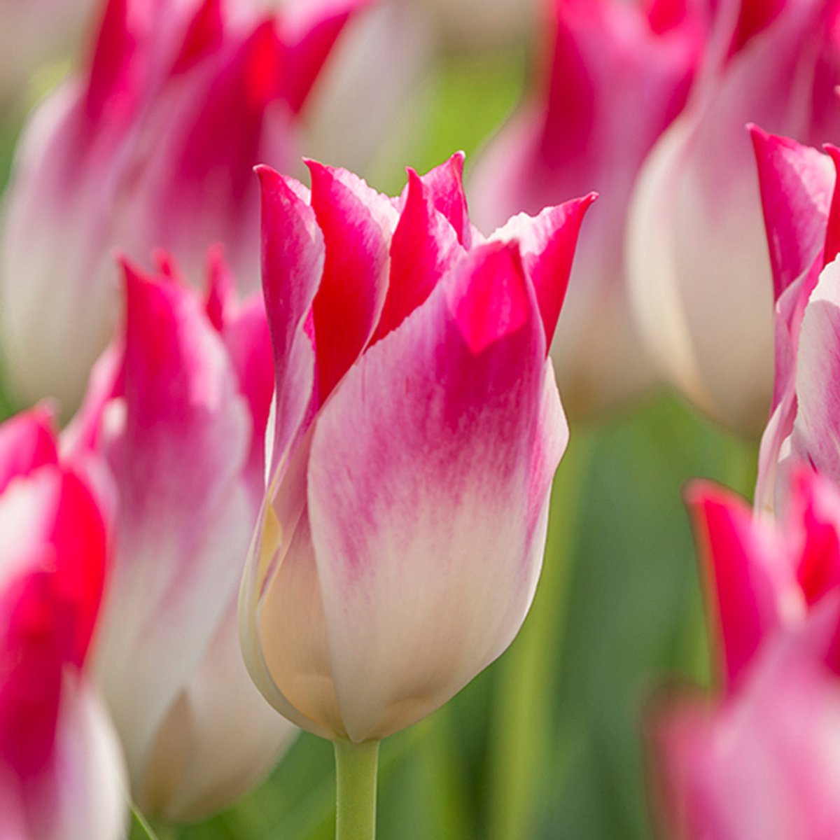 Tulp Whispering Dream | 60 stuks | Leliebloemig | Roze | Wit
