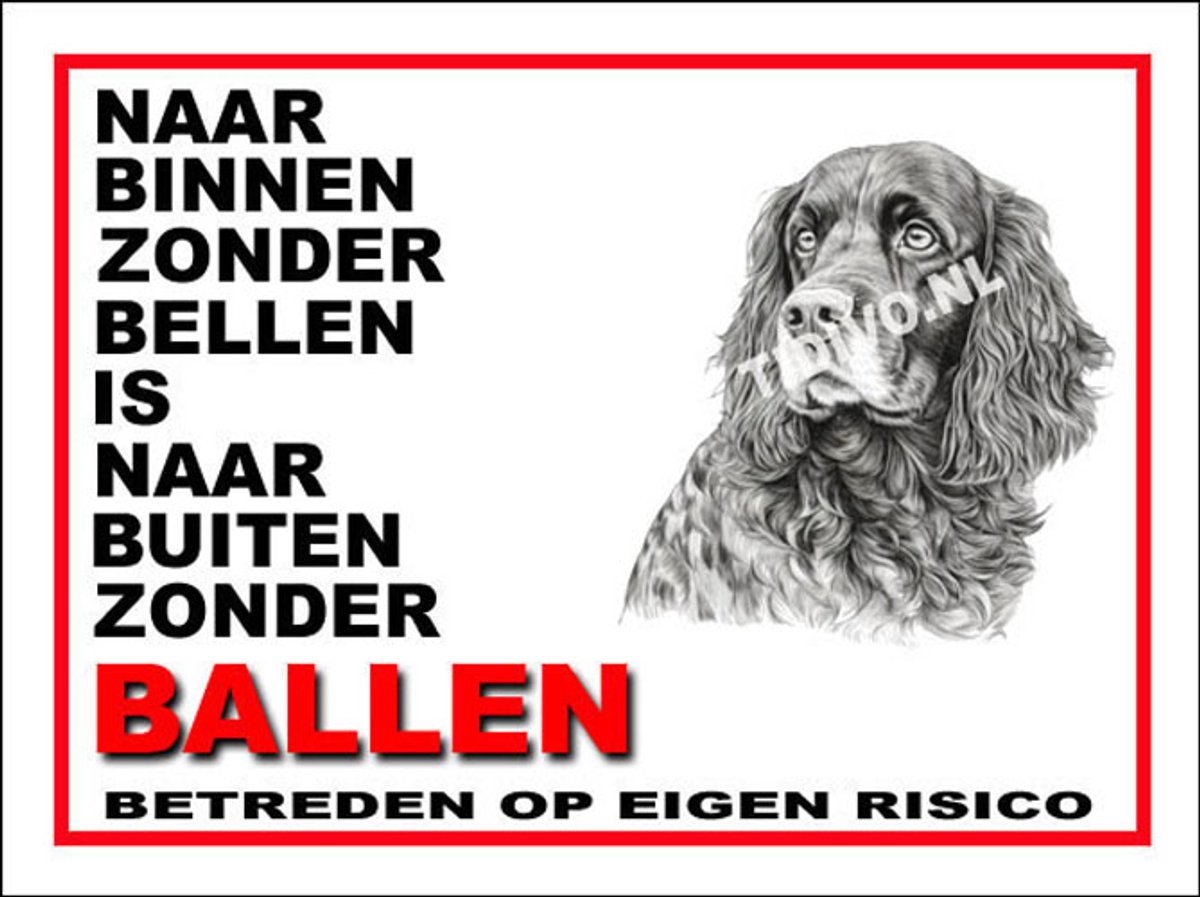 Field Spaniel 11