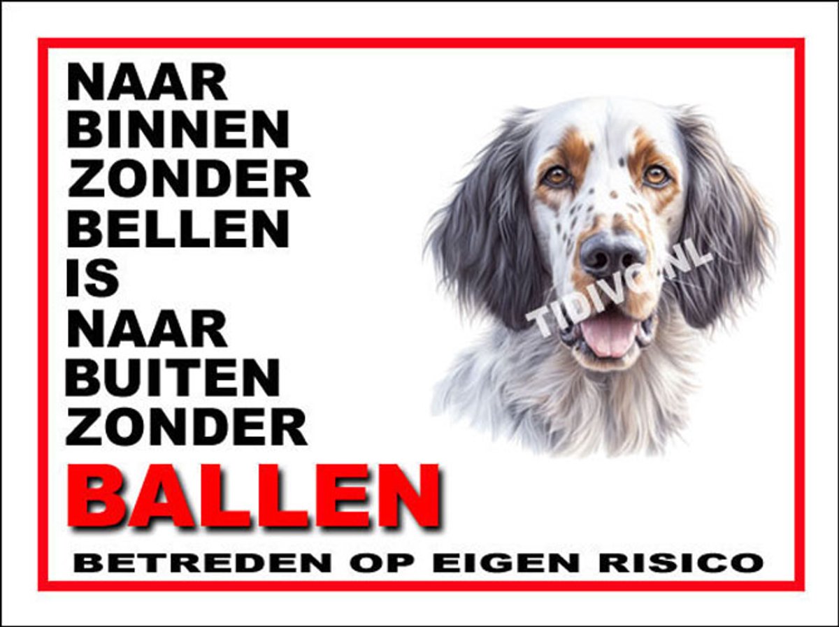 Engelse Setter 11