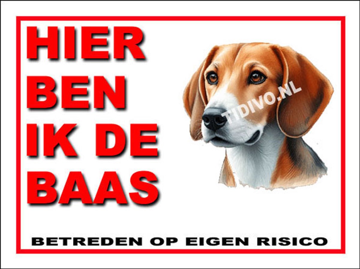 Engelse Foxhound 2