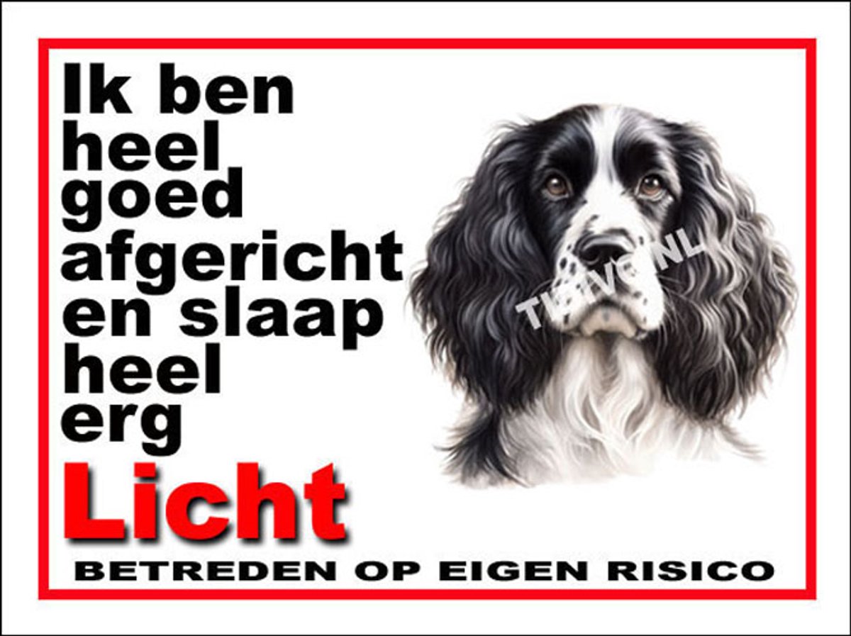 Engelse Springer Spaniel 4
