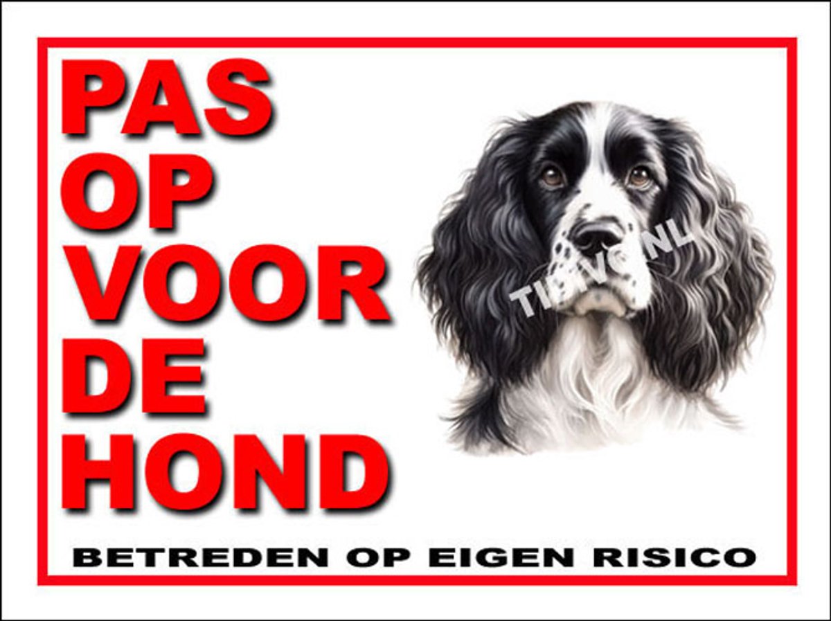 Engelse Springer Spaniel 13