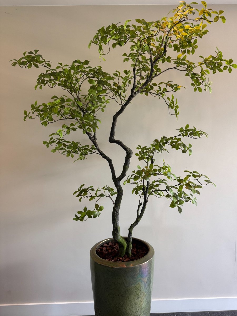 Zijden Bucida Bonsai – Kunstboom – 170 cm – Zen – Onderhoudsvrij