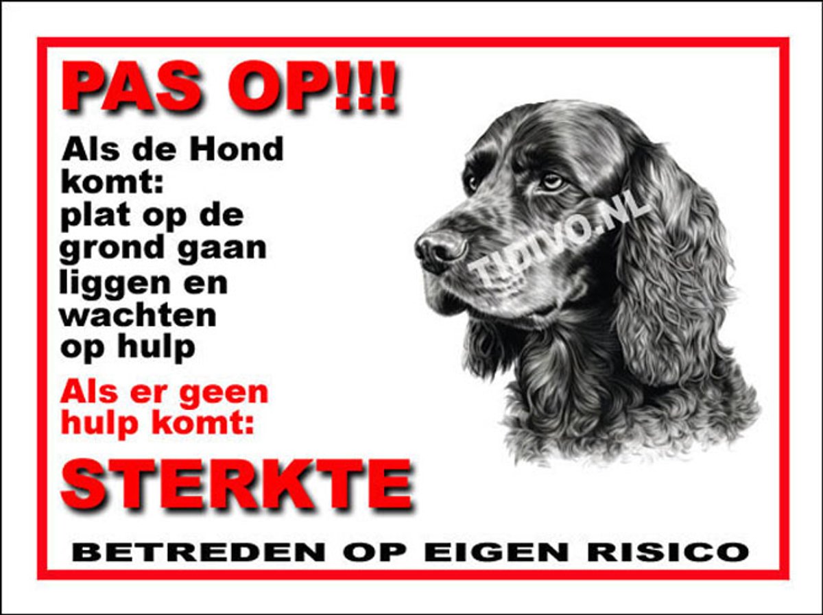 Engelse Cocker Spaniel 12