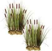 vdvelde.com - Grote Lisdodde - Typha Latifolia - Voor ca. 2,5 m² - 30 losse filterplanten - Voor vijver plantenfilters - Winterharde Vijverplanten - Van der Velde Waterplanten