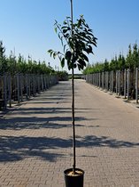 Grote Kersenboom | Prunus avium Burlat | Hoogstam | 225 - 275 cm | Stamomtrek | 3 jaar