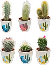 gevarieerde mix van zes verschillende soorten cactussen in rijzende zon potten