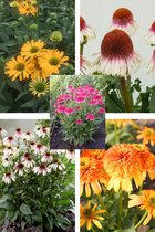Bulbs by Brenda - Echinacea mix - 5 stuks - Zonnehoed planten - echinacea vaste planten
