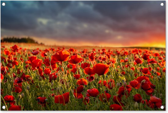 Tuinposters buiten Zonsondergang bij een veld vol Klaprozen - 90x60 cm - Tuindoek - Buitenposter