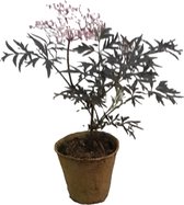 Sambucus nigra 'Black Lace'- Zwarte vlierbes- Biologisch verteerbare pot - Tuinplanten - Winterhard