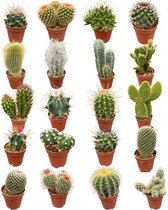 Huis vol cactussen - 20 verschillende soorten cactussen - onderhoudsvrije planten mix