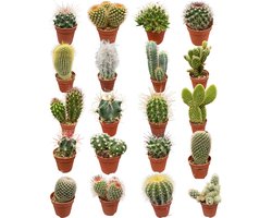 Huis vol cactussen - 20 verschillende soorten cactussen - onderhoudsvrije planten mix