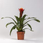 Bromelia – Guzmania (Guzmania) – Hoogte: 45 cm – van Botanicly