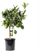 Citroen (Citrus Green Lime) – Hoogte: 85 cm – Fruitboom van Botanicly