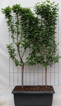 Fruitboom – Laurierkers (Prunus avium + cerasus Duo-kers) – Hoogte: 180 cm – van Botanicly