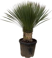 Yucca – Palmlelie (Yucca Rostrata) – Hoogte: 120 cm – van Botanicly