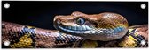 Tuinposter – Python - Dier - Slang - Kleuren - 60x20 cm Foto op Tuinposter (wanddecoratie voor buiten en binnen)